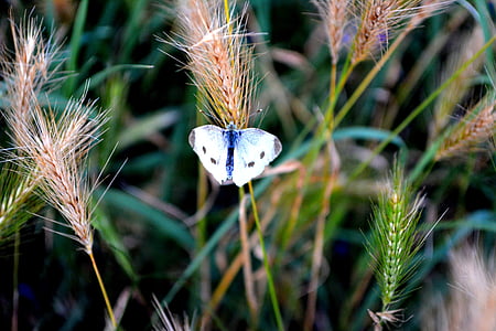 butterfly, white, grass, insecta