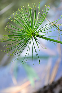close-up, macro, green flower, foliage, water, pond, lake
