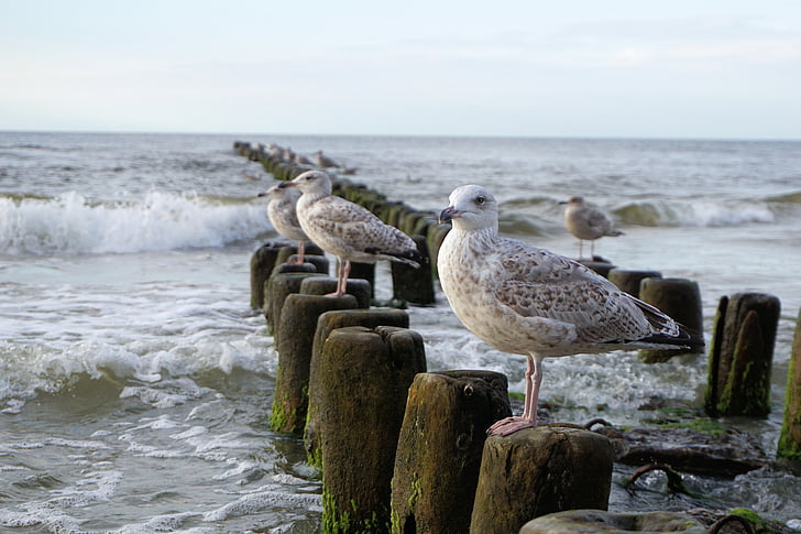 Gabbiano, Mar Baltico, mare, acqua, uccello, onda, animale