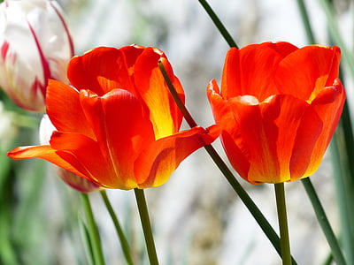tulipanes, rojo, primavera, flores, flor, colorido, Color