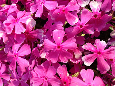 Phlox, λουλούδι, φύση, ροζ, χλωρίδα, βοτανική, άνθος