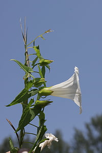 Convolvulus, arvensis, Blumen, Feld, Ackerwinde, Wilde Blume, Blume