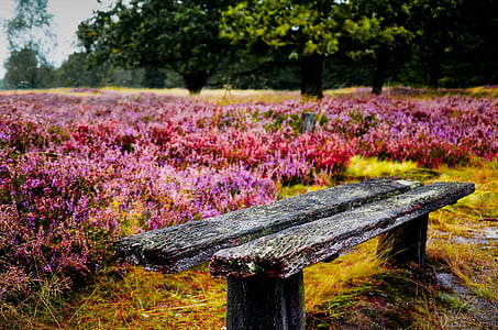 bank, heathland, old, romantic, nature, lonely, flower