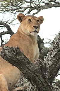 lioness, tree, green, safari, wild, feline, lion - Feline