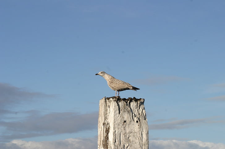 norddeich, seagull, bird, sky, north sea, rest, idyll