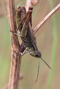 kobilica, blizu, insektov, viridissima, heupferdchen, makro, makro strel