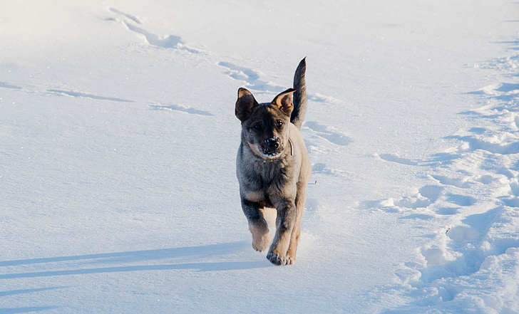 koira, lumi, talvi, spacer, hauskaa, eläinten