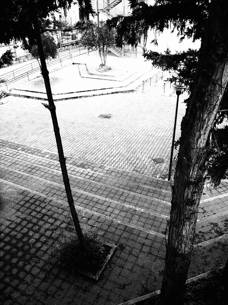 träd, skolan, Courtyard