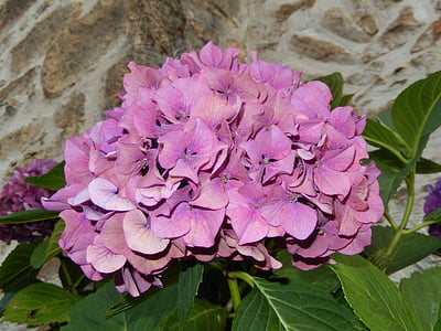 hortensia, blomster, natur, anlegget, rosa fargen, blad, petal