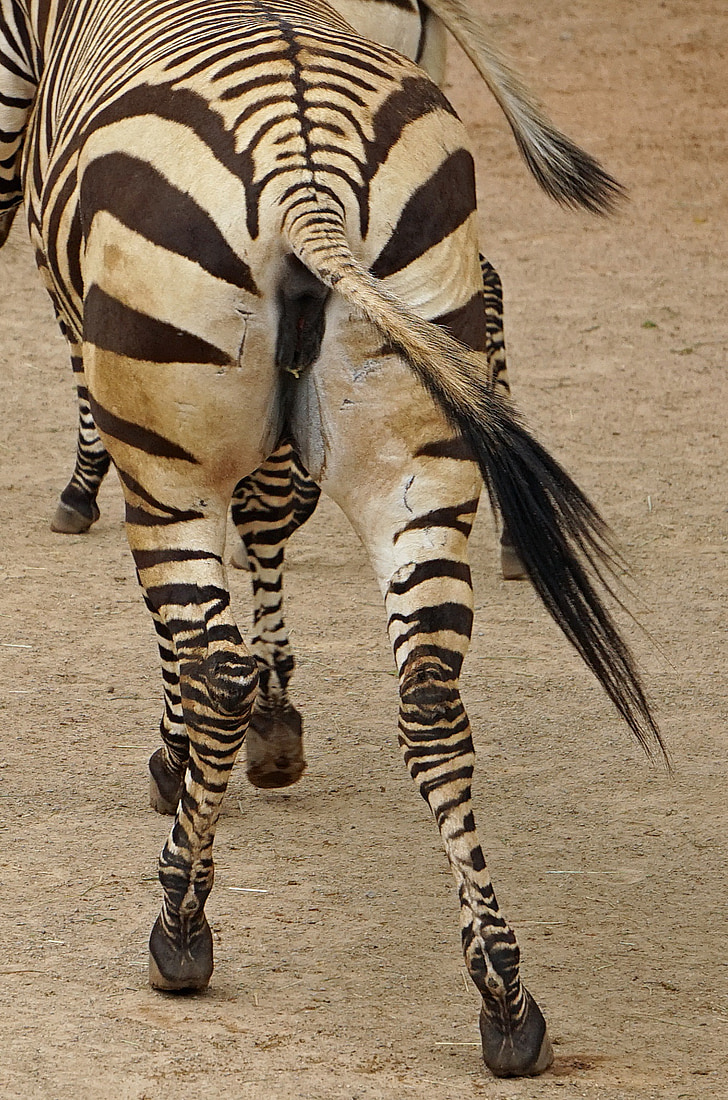 zebra, rump, black and white, mammal, plains zebra, close