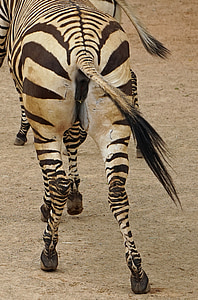 zebra, rump, black and white, mammal, plains zebra, close
