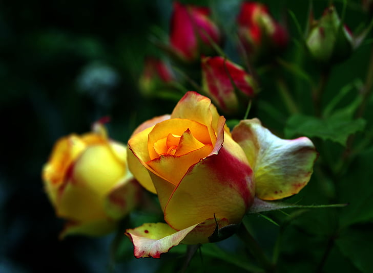 tea Róża, Róża, pomarańczowy, żółty, płatki róż, kwiat, Róża Kwiat