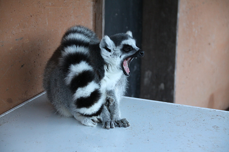 lemur, životinja, Madagaskar, divlje