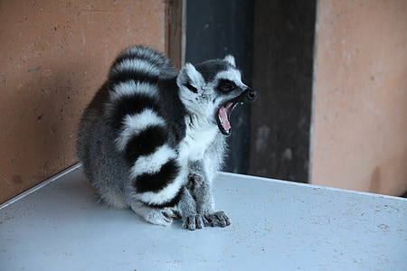 Lemur, Tier, Madagaskar, Wild