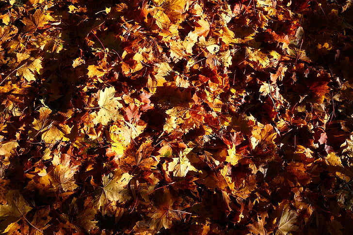 rudenį, lapai, sezono metu, rudenį, augalų, Gamta, lapų