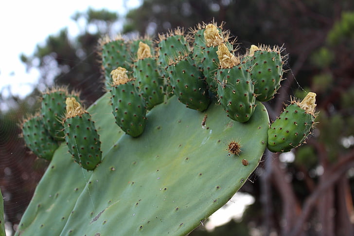 Cactus, pianta, sperone, spine