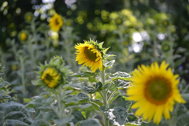 bunga matahari, tanaman, bunga, alam, mekar, kuning, musim panas