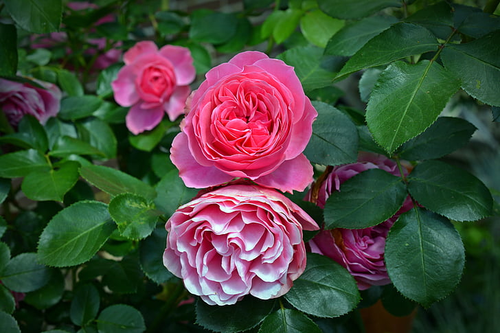steg, Blossom, Bloom, Pink rose, Rosen blomstrer, haven roser, blomst