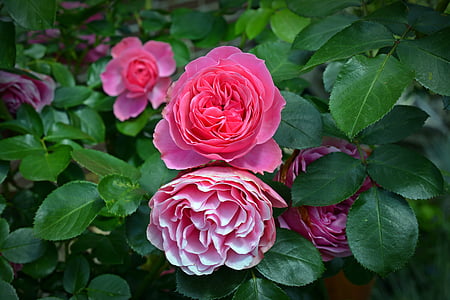 rose, blossom, bloom, pink rose, rose blooms, garden roses, flower