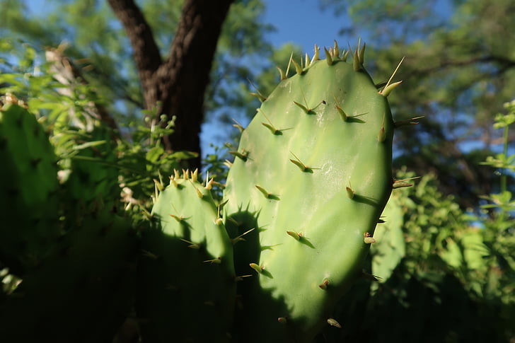 Cactus, verkennen, buiten