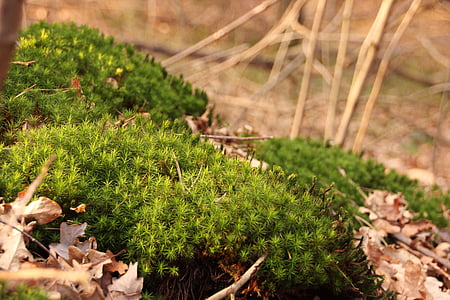 moss, forest, nature, green, plant, leaves, leaf