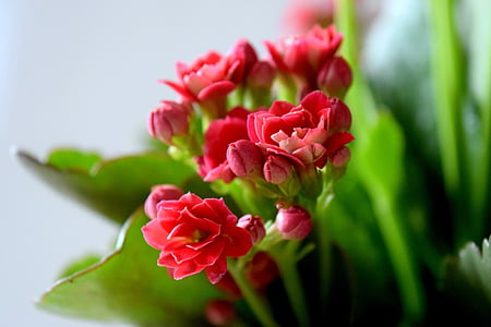 λουλούδι, κόκκινο, κρασί, φύση, ρύθμιση, πράσινο, bokeh