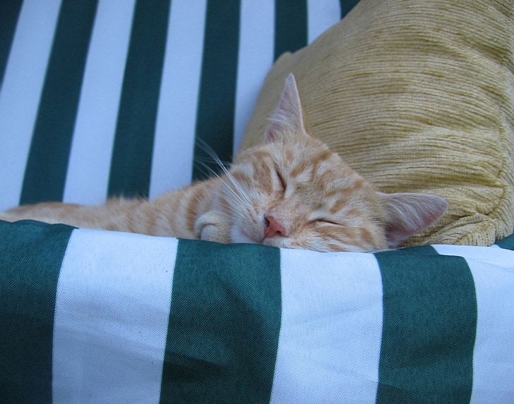 kucing, Tomcat, tidur, kebohongan, beristirahat
