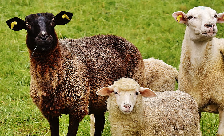 овцы, животное, Луг, шерсть, пастись, Природа, Сельское хозяйство