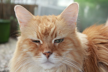 cat, red, red tabby, face, close, animal, domestic cat