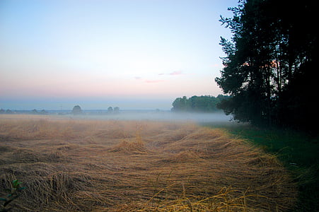 the fog, field, meadow, landscape, view, nature, sunrise