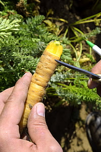 yellow carrot, carrot, ag, vegetable, healthy, agriculture