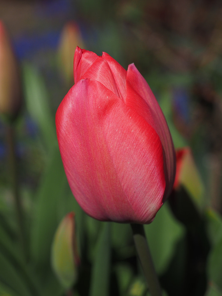 tulipano, rosso, fiore, primavera, chiudere, colorato, Colore
