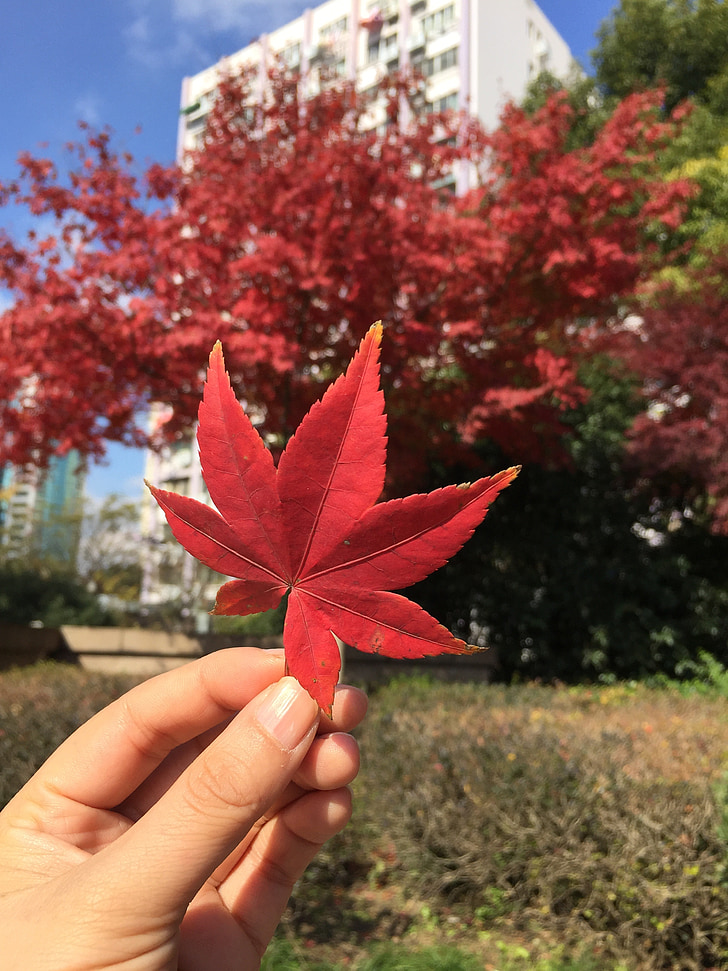 Maple, tangan, pemandangan, Pergi, musim gugur, merah, pohon
