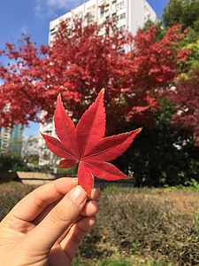 Maple, tangan, pemandangan, Pergi, musim gugur, merah, pohon