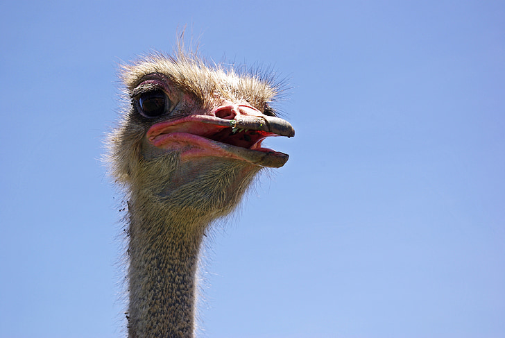 curacao, ostrich, curious, bird, animal portrait