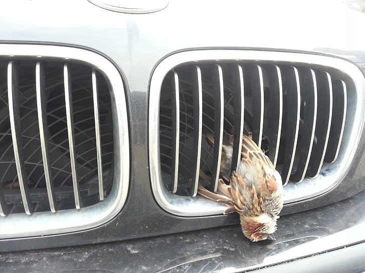 Wild kecelakaan, burung, kendaraan grill, Sparrow, Sperber, House sparrow, mati