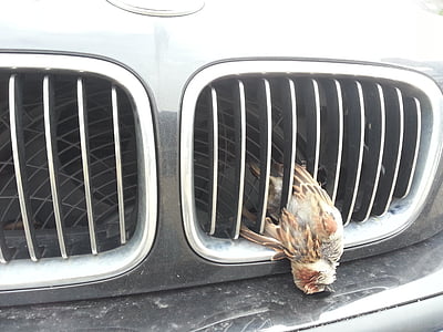 wild accident, bird, vehicle grill, sparrow, sperber, house sparrow, dead