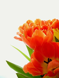 flor, Tulipa, amarelo, vermelho, -de-rosa, Flora, crescendo