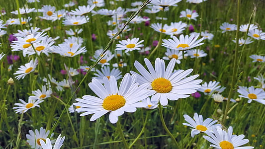 daisies, meadow, meadow margerite, white, flower, plant, blossom