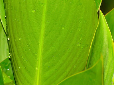 gotes de fulles de la planta, l'aigua, planta, natural, botànic, Orgànica, botànica
