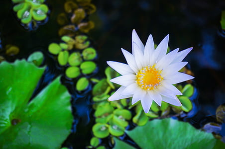 lotus, lotus on pond, water lily, pond, water, plant, nature
