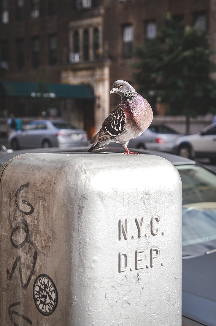 piccione, uccello, alla ricerca, piume, New york, New york city, fauna selvatica