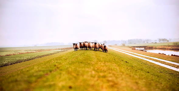 Jerman, domba, hewan, bidang, padang rumput, kabut, matahari terbit