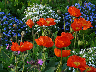poppy, klatschmohn, bed, park, flower bed, flower garden, garden