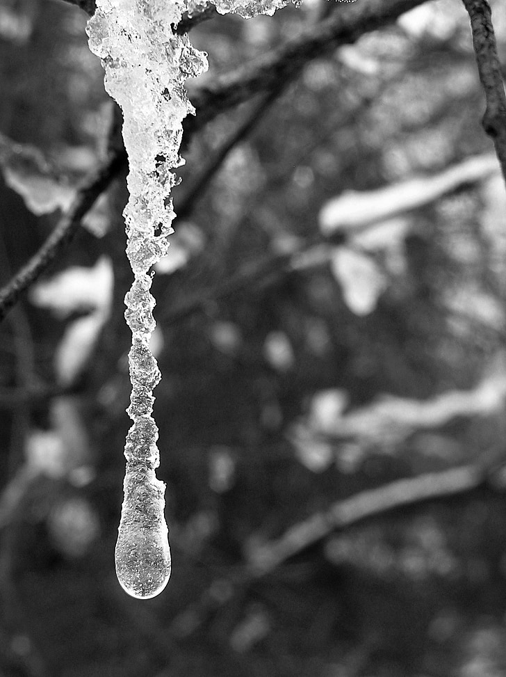 icicle, ice, frozen, winter, nature, black and white