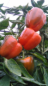 sød peber, drivhusgasser, Almeria, peber, landbrug, vegetabilsk, landbrug