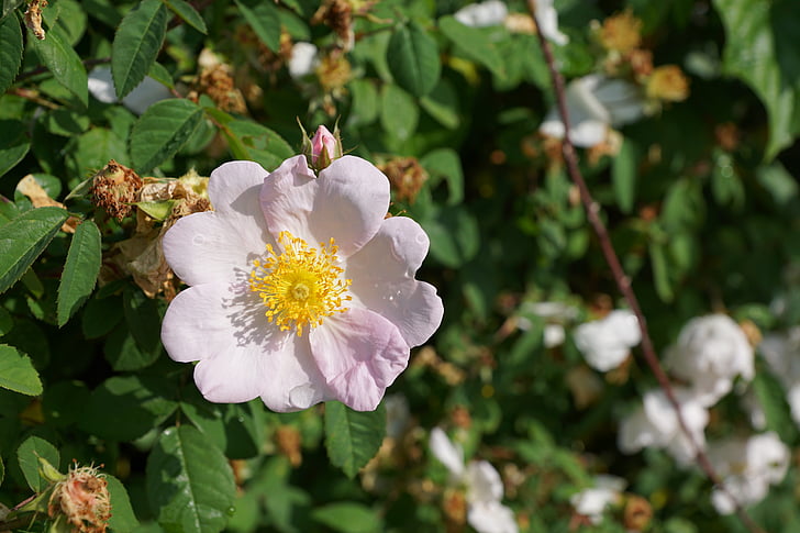 Rose hip, Blossom, Bloom, steeg, natuur, Wildrose, Bush
