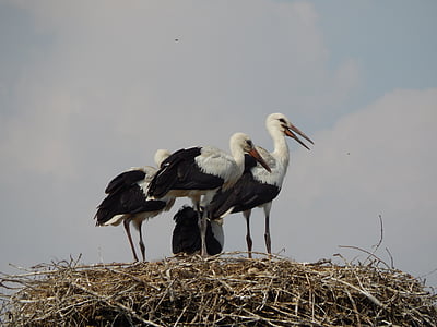 storks, birds, young, socket