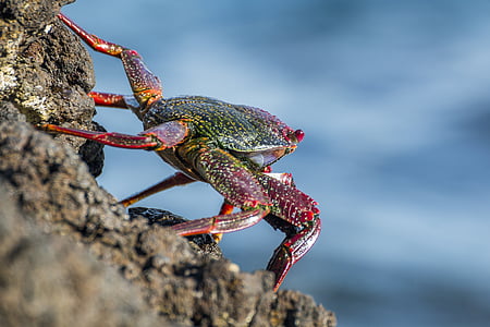 Krabbe, Rock krabber, dyrenes verden, ved havet, meeresbewohner, kyst, natur