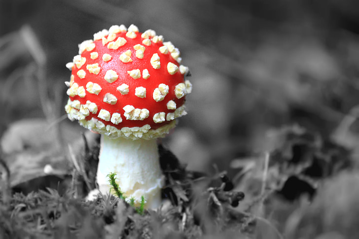 fly agaric, mushroom, nature, autumn, toxic, red, spotted